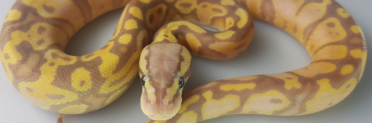 Coral Glow Pastel Yellow Belly Ballpython