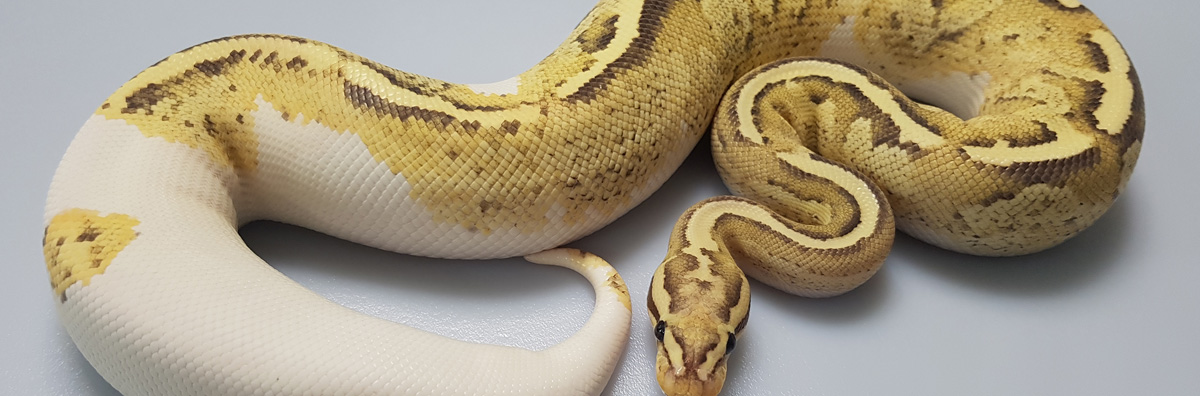 Disco DL Ballpython