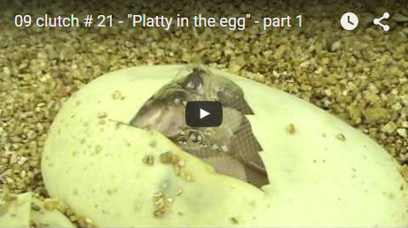 2009 Clutch #21 – Platty in the egg ( Part 1 )