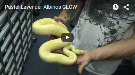 Pastel Lavender Albinos – GLOW!