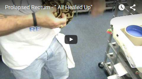 Prolapsed Rectum – All healed up